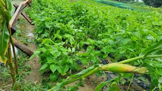 정금기님의 고추 · 일상 작성글 사진