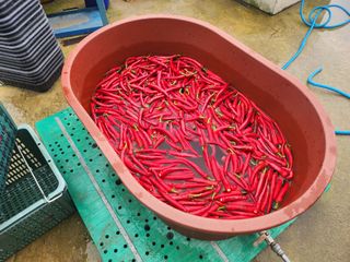 천현석님의 고추 · 수확 작성글 사진