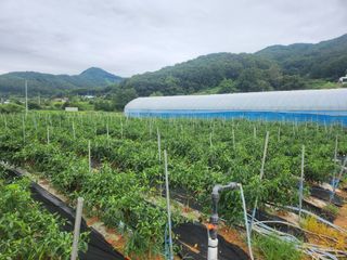 천현석님의 고추 · 수확 작성글 사진