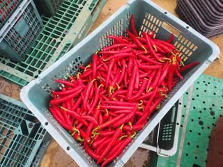 천현석님의 고추 · 수확 작성글 사진