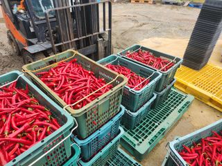 천현석님의 고추 · 수확 작성글 사진