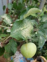 팜모닝 사과·병해충상담 게시글 이미지