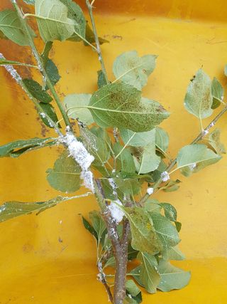 텃밭농군님의 사과 · 병해충상담 작성글 사진