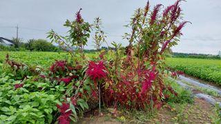 정진해님의 기타작물 · 자유게시판 작성글 사진