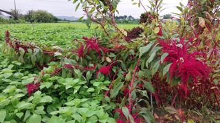 정진해님의 기타작물 · 자유게시판 작성글 사진