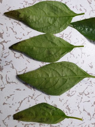 쪼짜님의 고추 · 병해충상담 작성글 사진