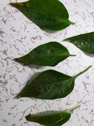 쪼짜님의 고추 · 병해충상담 작성글 사진