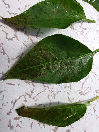 쪼짜님의 고추 · 병해충상담 작성글 사진