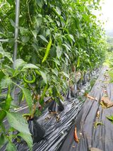 팜모닝 고추·수확 게시글 이미지