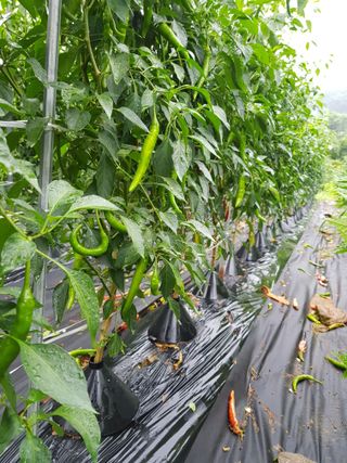 김건호님의 고추 · 수확 작성글 사진