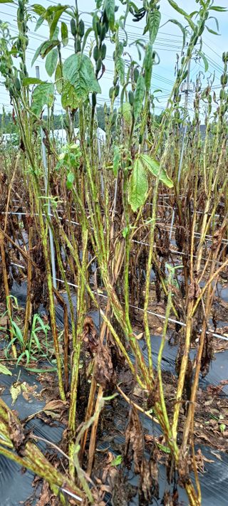 김기승님의 참깨 · 병해충상담 작성글 사진