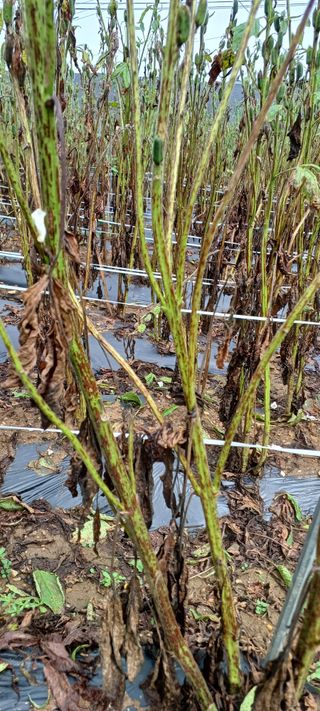 김기승님의 참깨 · 병해충상담 작성글 사진