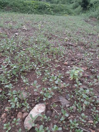 주복자님의 들깨 · 자유게시판 작성글 사진