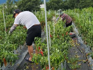 모경님의 고추 · 일상 작성글 사진