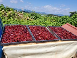 모경님의 고추 · 일상 작성글 사진