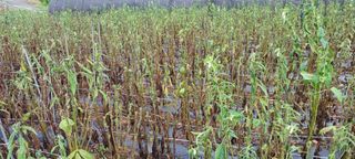 김기승님의 참깨 · 병해충상담 작성글 사진