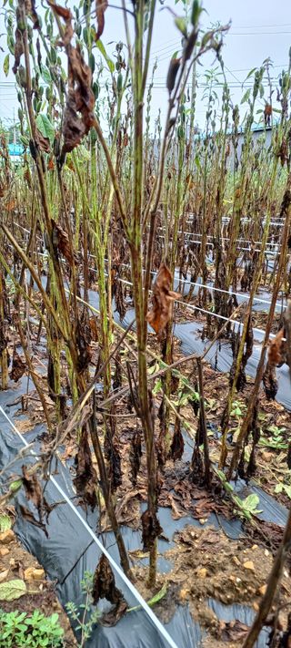 김기승님의 참깨 · 병해충상담 작성글 사진