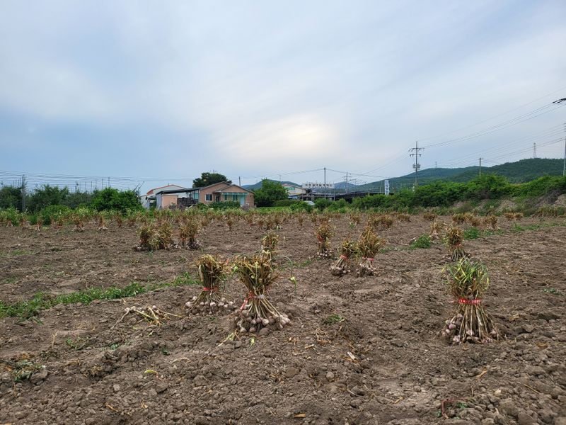 장터 상품 [경북의성 한지형 마늘(상품)] 썸네일