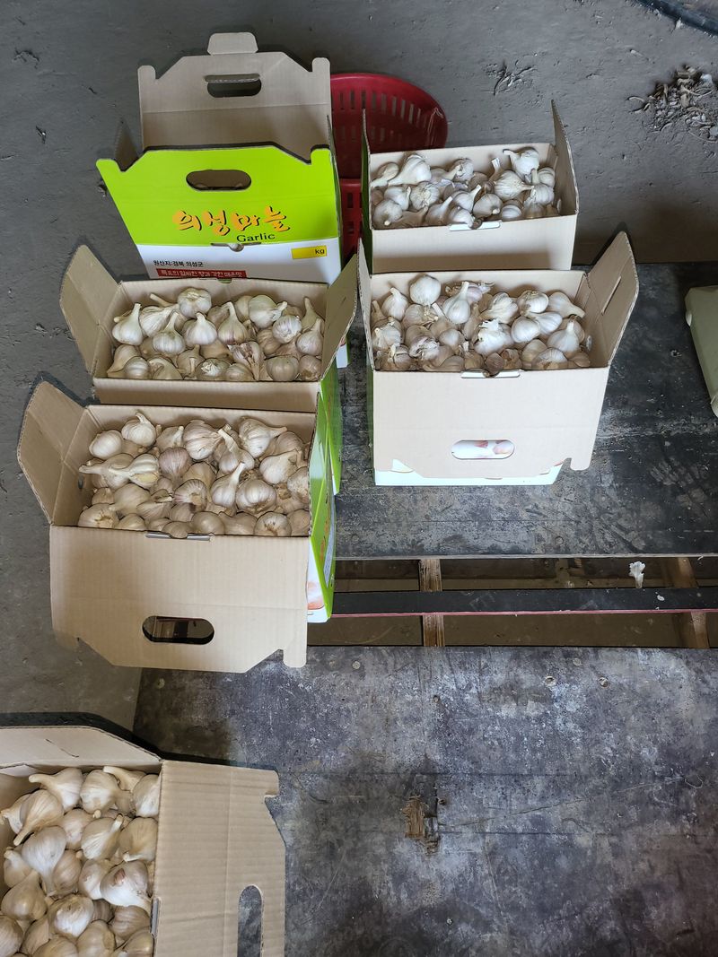 의성마늘(한지형)님의 장터 판매 상품 [경북의성 한지형 마늘(상품)] 첨부 사진