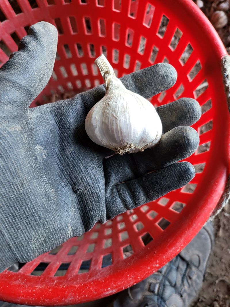 의성마늘(한지형)님의 장터 판매 상품 [경북의성 한지형 마늘(상품)] 첨부 사진