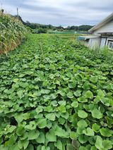 팜모닝 고구마·자유게시판 게시글 이미지