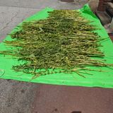 팜모닝 8월 내 작물 자랑하기·참여글 게시글 이미지