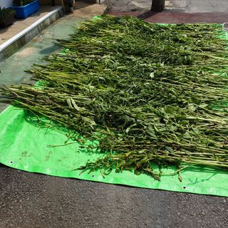 심창규 님의 8월 내 작물 자랑하기 · 참여글 작성글 사진