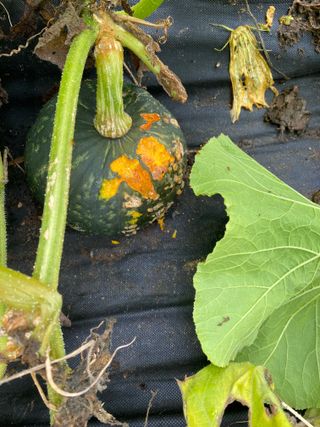 친환경님의 호박 · 병해충상담 작성글 사진