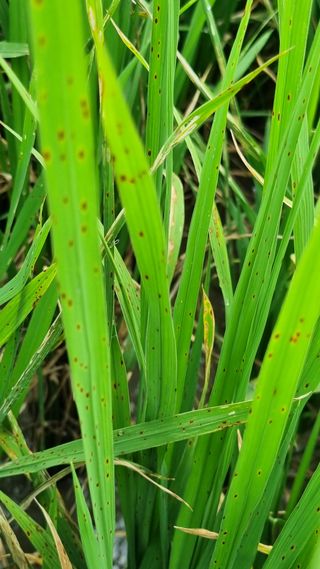 문혜농원님의 벼 · 병해충상담 작성글 사진