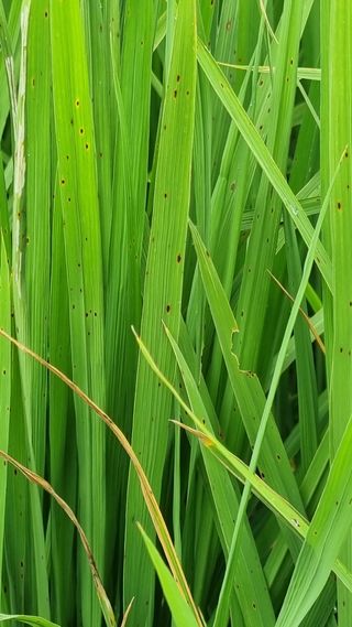 문혜농원님의 벼 · 병해충상담 작성글 사진