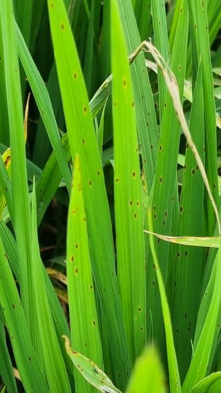 문혜농원님의 벼 · 병해충상담 작성글 사진