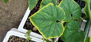 감11845님의 오이 · 자유게시판 작성글 사진