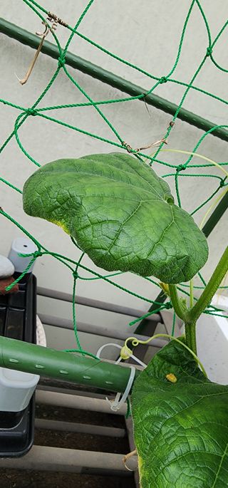 감11845님의 오이 · 자유게시판 작성글 사진