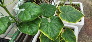 감11845님의 오이 · 자유게시판 작성글 사진