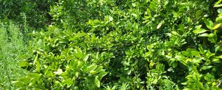 이병현님의 귤 · 제초 작성글 사진