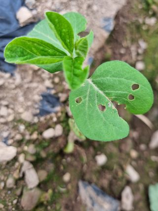 밑걸음님의 콩 · 병해충상담 작성글 사진