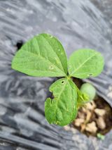 팜모닝 콩·병해충상담 게시글 이미지