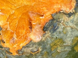 친환경님의 호박 · 병해충상담 작성글 사진