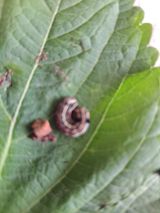 팜모닝 파·병해충상담 게시글 이미지