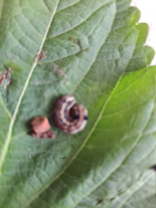 우 미순님의 파 · 병해충상담 작성글 사진