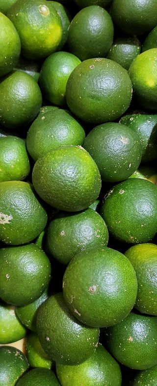 문도연님의 귤 · 일상 작성글 사진