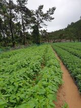 팜모닝 8월 내 작물 자랑하기·참여글 게시글 이미지