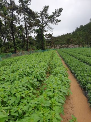 김은아SM님의 8월 내 작물 자랑하기 · 참여글 작성글 사진