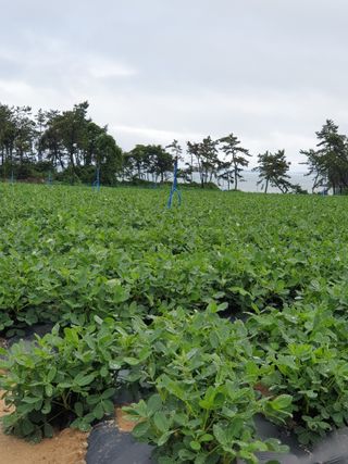 김은아SM님의 8월 내 작물 자랑하기 · 참여글 작성글 사진