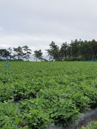 김은아SM님의 8월 내 작물 자랑하기 · 참여글 작성글 사진