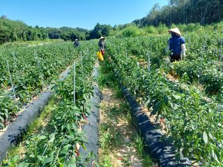 인휴정농장님의 고추 · 영농일지 작성글 사진