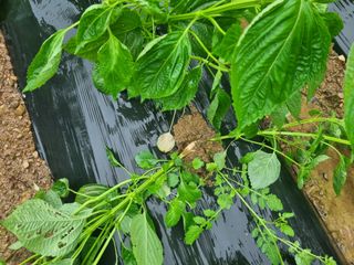 참깨6253님의 들깨 · 병해충상담 작성글 사진