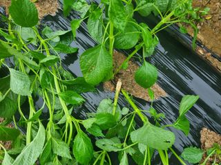 참깨6253님의 들깨 · 병해충상담 작성글 사진