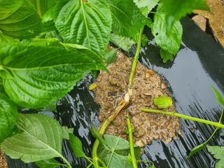 참깨6253님의 들깨 · 병해충상담 작성글 사진