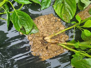 참깨6253님의 들깨 · 병해충상담 작성글 사진